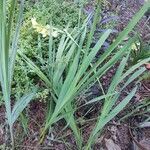 Gladiolus communis habit picture by Chris Griggs (cc-by-sa)