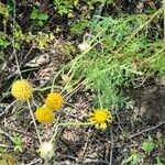 Gaillardia megapotamica habit picture by Trap Hers (cc-by-sa)