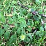 Potentilla norvegica flower picture by Мозговой Роман (cc-by-sa)