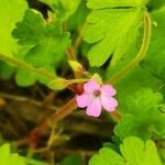 Geranium lucidum flower picture by silvia Massaferro (cc-by-sa)