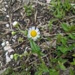 Erigeron philadelphicus habit picture by Matthias Foellmer (cc-by-sa)