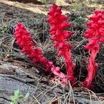 Sarcodes sanguinea habit picture by Muscariaman (cc-by-sa)