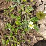 Launaea cornuta habit picture by Maarten Vanhove (cc-by-sa)