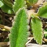 Plectranthus xylopodus leaf picture by susan brown (cc-by-sa)