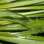 Carex jamesonii leaf picture by Nelson Zamora Villalobos (cc-by-nc)