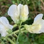 Lathyrus pannonicus flower picture by Nadine Jüttner (cc-by-sa)