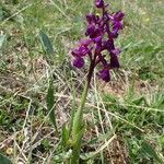 Anacamptis morio habit picture by Yoan MARTIN (cc-by-sa)