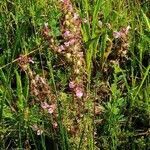 Pedicularis palustris flower picture by Coen Klein Douwel (cc-by-sa)