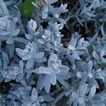 Artemisia stelleriana flower picture by Catalin Gruia (cc-by-sa)