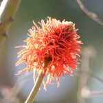 Erythrina abyssinica flower picture by Yves Grau (cc-by-sa)