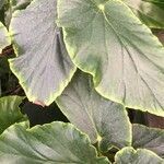 Begonia maculata leaf picture by Lorenzi Harri (cc-by-sa)