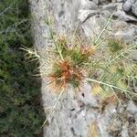 Galactites duriaei flower picture by torres juan torres (cc-by-sa)