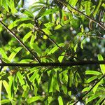 Podocarpus latifolius leaf picture by Herwig Mees (cc-by-sa)