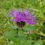 Centaurea uniflora flower picture by Elsler Margit (cc-by-sa)