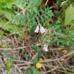 Vicia disperma flower picture by benja (cc-by-sa)