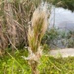 Andropogon bicornis flower picture by dude sailaway (cc-by-sa)