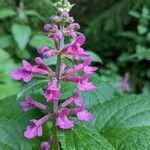 Stachys chamissonis flower picture by c n (cc-by-sa)