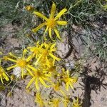 Senecio flaccidus flower picture by Dan Ginter (cc-by-sa)