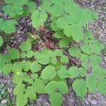 Aralia racemosa leaf picture by Joe Scott (cc-by-sa)