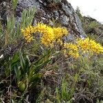 Cyrtochilum auropurpureum habit picture by Gabriel OLLIVIER (cc-by-sa)