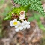 Lantana achyranthifolia flower picture by Porras Minor (cc-by-sa)