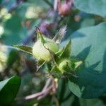 Ipomoea cordatotriloba fruit picture by Sylvain Piry (cc-by-sa)