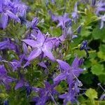 Campanula garganica flower picture by Alvaro Delgado (cc-by-sa)