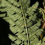 Vachellia collinsii leaf picture by Nelson Zamora Villalobos (cc-by-nc)