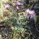 Centaurea hanryi habit picture by Alain Bigou (cc-by-sa)