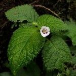 Diastema affine flower picture by Perez Mendez (cc-by-sa)