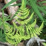 Gymnocarpium robertianum habit picture by Daniel Barthelemy (cc-by-nc)