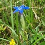 Gentiana utriculosa flower picture by Andrea Schieber (cc-by-sa)