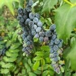 Berberis aquifolium fruit picture by Rachel Rose (cc-by-sa)