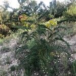 Astragalus alopecuroides habit picture by Fernandez David (cc-by-sa)