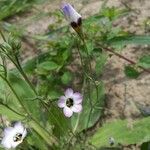 Gilia tricolor flower picture by filip.svoboda (cc-by-sa)