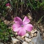 Linum viscosum flower picture by Amez Leopoldo (cc-by-sa)