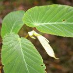 Begonia convallariodora leaf picture by Nelson Zamora Villalobos (cc-by-nc)