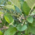 Aronia arbutifolia fruit picture by Amelia Leason (cc-by-sa)