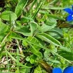 Gentiana verna leaf picture by Jani Zadrgal (cc-by-sa)