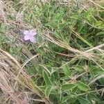 Barleria delamerei habit picture by susan brown (cc-by-sa)