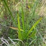 Xyris laxifolia leaf picture by McKaila Stafford (cc-by-sa)