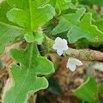 Oxygonum sinuatum flower picture by susan brown (cc-by-sa)