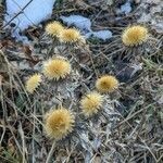 Carlina corymbosa flower picture by Michel AMBROISE (cc-by-sa)