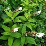 Lysimachia clethroides habit picture by Maria Suhostavtzeva (cc-by-sa)