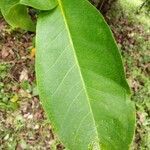 Syzygium samarangense leaf picture by Thomas Paliath (cc-by-sa)