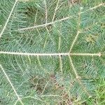 Abies grandis leaf picture by Avsar Topal (cc-by-sa)