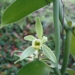 Vanilla pompona flower picture by christiane Fazer (cc-by-sa)