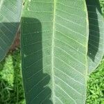 Plumeria rubra leaf picture by Castro Wagner Castro (cc-by-sa)