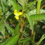 Ludwigia erecta habit picture by Nelson Zamora Villalobos (cc-by-nc)