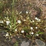 Cerastium soleirolii flower picture by Anne Perdereau (cc-by-sa)